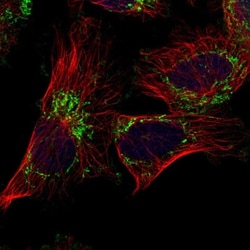 Carboxypeptidase A4/CPA4 Antibody, Novus Biologicals:Antibodies:Primary